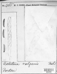 Kretzschmaria deusta image